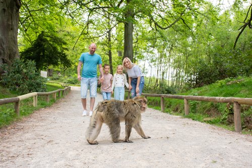 Family at Trentham Monkey Forest 